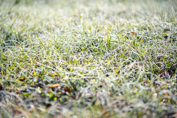 Trockenes Herbstgras Mit Tautropfen Morgen — Stockfoto