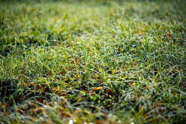 Grama Verde Com Gotas Orvalho Pela Manhã Nascer Sol — Fotografia de Stock