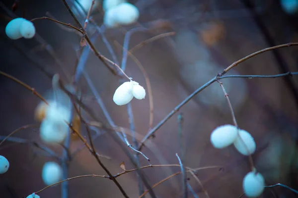 Schneebeeren Einem Bewölkten Herbsttag Aus Nächster Nähe Natürlicher Hintergrund — Stockfoto