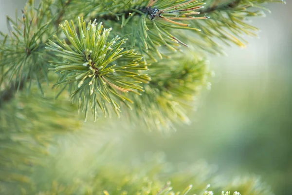Zweige Frischer Grüner Kiefern Nahaufnahme Natürlicher Hintergrund — Stockfoto
