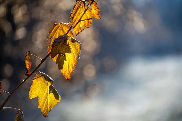 Sarı Yapraklar Sonbaharda Bir Dalda — Stok fotoğraf