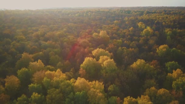 日没の秋の森の空中ビデオ。田舎だ — ストック動画