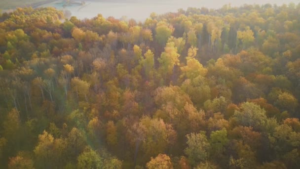 Vídeo aéreo da floresta no outono ao pôr-do-sol. Campo de aplicação — Vídeo de Stock