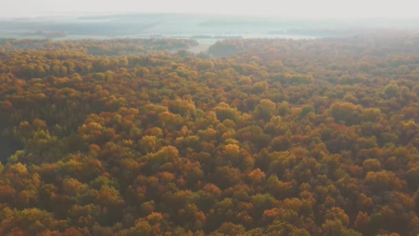 日没の秋の森の空中ビデオ。田舎だ — ストック動画