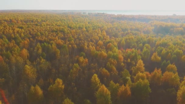 Vídeo aéreo da floresta no outono ao pôr-do-sol. Campo de aplicação — Vídeo de Stock