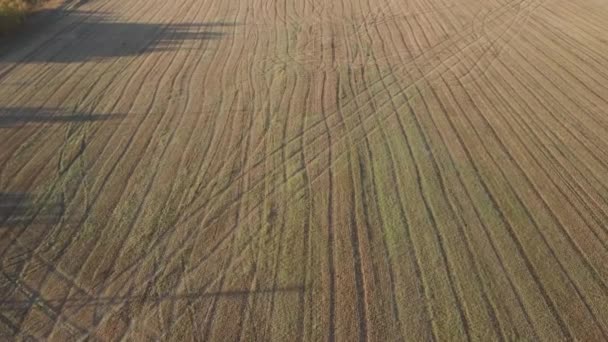 Aerial video flying over trees and field during sunset in autumn time — Stock Footage Aerial video flying over trees and field during sunset in autumn time Video Clip