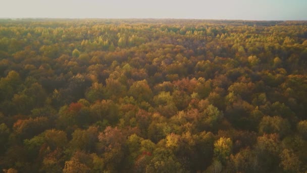 Vidéo aérienne de la forêt à l'automne au coucher du soleil. Campagne — Video