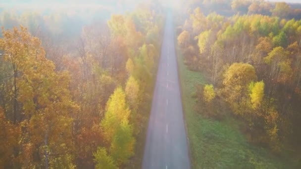 Vídeo aéreo da estrada no meio de uma floresta de outono — Vídeo de Stock