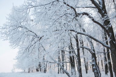 Ağaçlarla kaplı kış ormanı ve karla kaplı doğa.