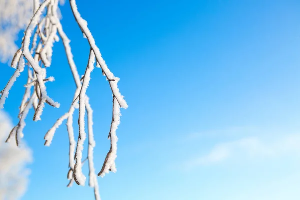 Brzozy Zimą Zamarznięte Śniegiem Lodowym Deszczem Błękitnym Zimowym Niebie Słoneczny — Zdjęcie stockowe