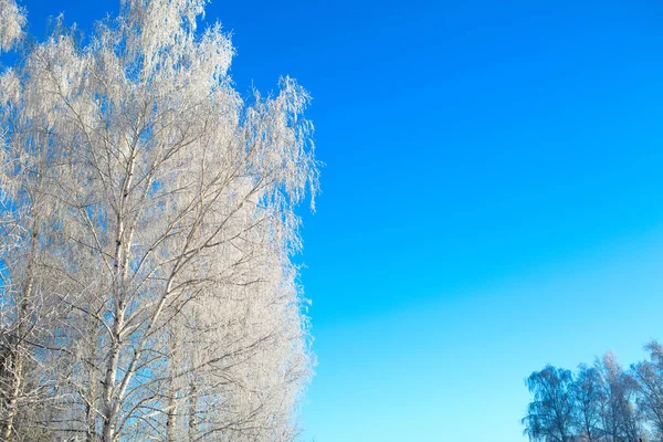 Winterbos Met Bomen Bedekt Met Sneeuw Vorst Natuur — Stockfoto