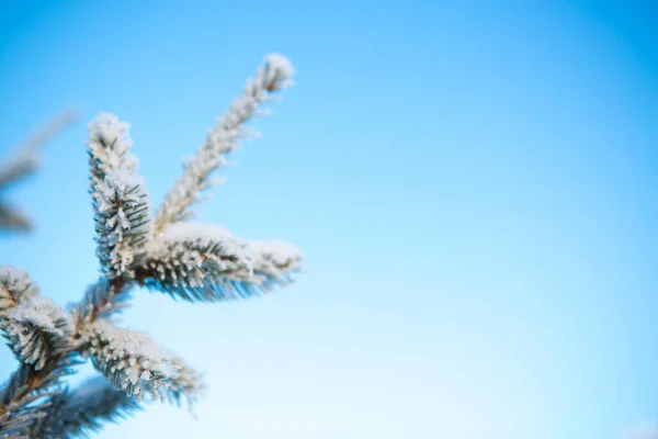 白雪中的云杉枝条映衬着蓝天枝条覆盖着白雪大自然的冬季风景 — 图库照片