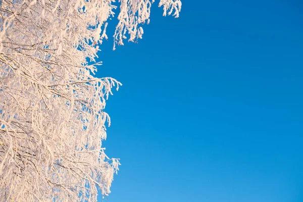 美丽的冬季风景 白桦树 结满了白霜 被夕阳西下的夕阳余晖遮掩着 童话般的冬日里结霜的自然 覆盖着积雪的树枝大自然冬季景观 — 图库照片