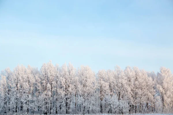 白雪覆盖着树木 映衬着蓝天 冬季风景 覆盖着积雪的树枝大自然冬季景观 — 图库照片