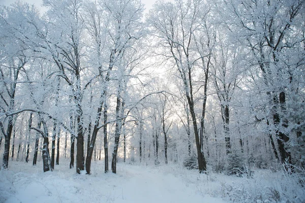 Winter Forest Trees Covered Snow Frost Nature — Stock Photo, Image