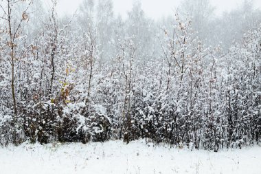 Donmuş huş ağacı bulutlu kış gökyüzünde güneşli kış günü dalları karla kaplı. .
