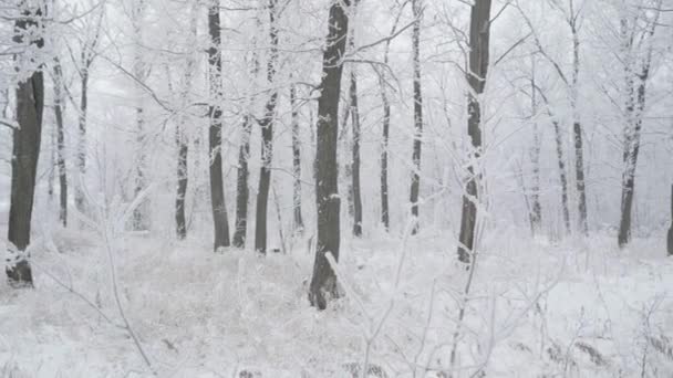 美しい霜の朝に冬の森を歩く。人はいない — ストック動画