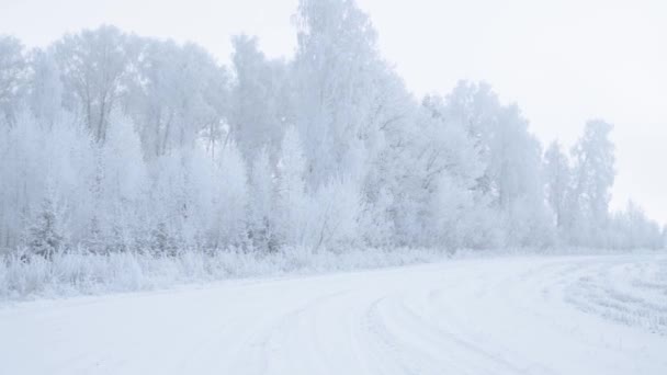 美しい霜の朝に冬の森を歩く。人はいない — ストック動画