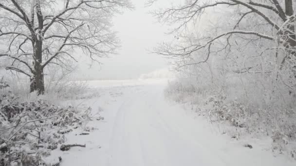 Spazieren Sie an einem schönen frostigen Morgen durch den Winterwald. Kein Volk — Stockvideo