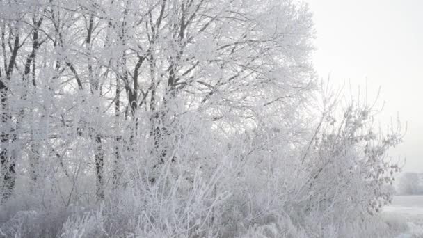 Sétálj át a téli erdőn egy gyönyörű fagyos reggelen. Nincsenek emberek. — Stock videók