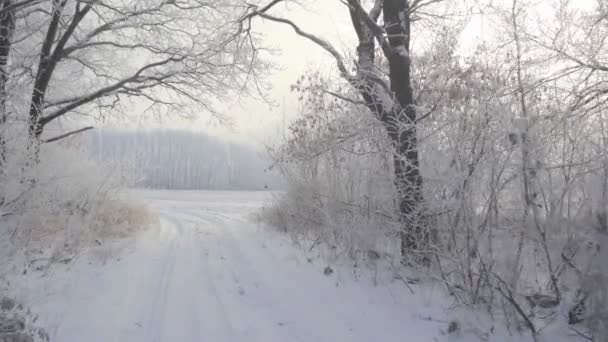 서리가 내리는 아름다운 아침에 겨울 숲 속을 걷는다. 사람도 없고 — 비디오