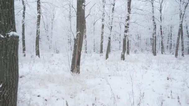 冬の森を雪で歩き、美しい霜の朝に木を覆います。人はいない — ストック動画