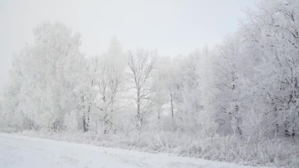 Promenez-vous dans la forêt d'hiver avec des arbres enneigés par une belle matinée glacée. Pas de peuple — Video