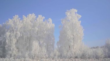 Güzel, soğuk bir sabahta karla kaplı ağaçlarla kış ormanlarında yürü. Kimse yok.