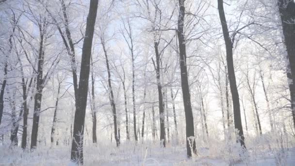 Camine por el bosque de invierno con árboles cubiertos de nieve en una hermosa mañana helada. No hay gente — Vídeo de stock