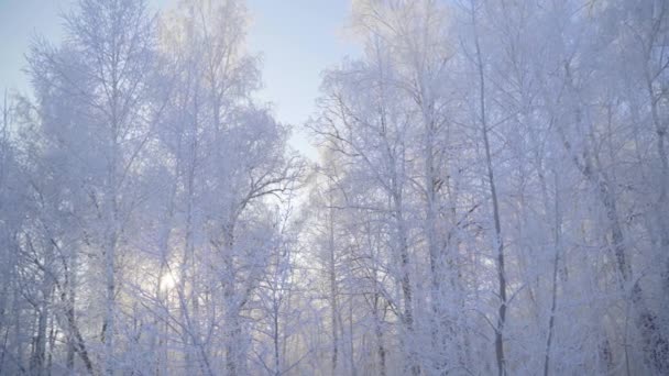 冬の森を雪で歩き、美しい霜の朝に木を覆います。人はいない — ストック動画