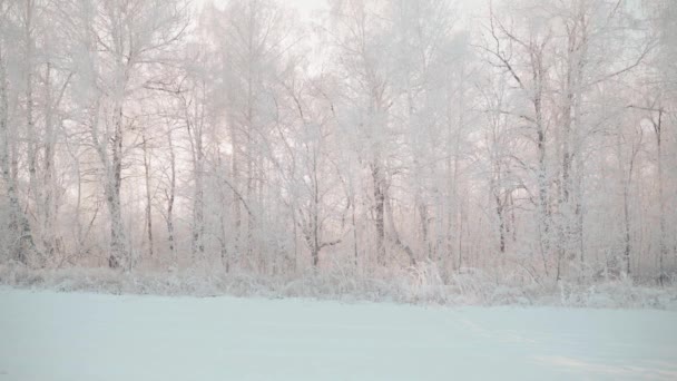 Человек идет по зимнему лесу с заснеженными деревьями в прекрасное морозное утро — стоковое видео