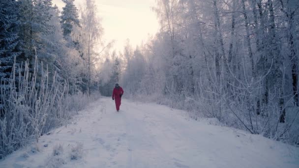 En man går genom en vinterskog med snötäckta träd på en vacker frostig morgon — Stockvideo