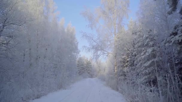 Går genom vinterskogen med snötäckta träd en vacker frostig morgon. Inga människor — Stockvideo