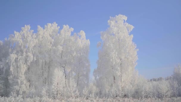Promenez-vous dans la forêt d'hiver avec des arbres enneigés par une belle matinée glacée. Pas de peuple — Video