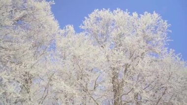 Güzel, soğuk bir sabahta karla kaplı ağaçlarla kış ormanlarında yürü. Kimse yok.