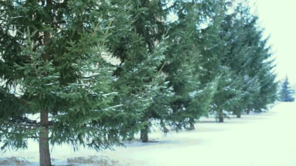 Spruce branches in winter with falling snow flakes — Stock Video