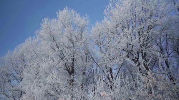 Прогулянка по зимовому лісі з засніженими деревами на красивому морозному ранку. Немає людей — стокове відео