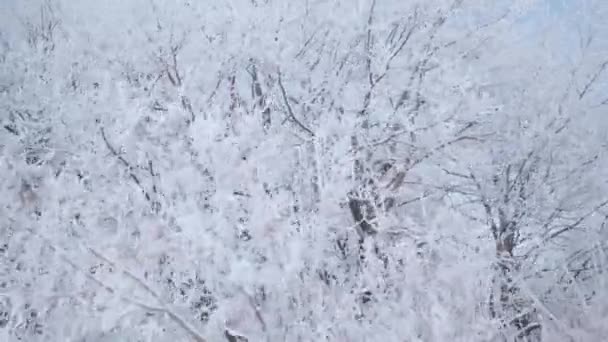Berjalan melalui hutan musim dingin dengan pohon tertutup salju di pagi yang dingin yang indah. Tidak ada orang — Stok Video