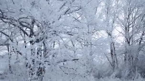 Séta a téli erdőben hófákkal borított fák egy gyönyörű fagyos reggel. Nincsenek emberek. — Stock videók