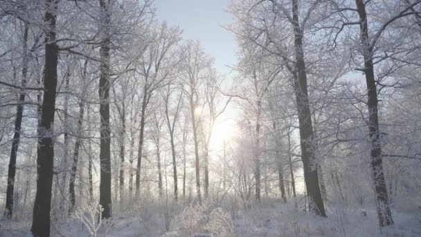 冬の森を雪で歩き、美しい霜の朝に木を覆います。人はいない — ストック動画