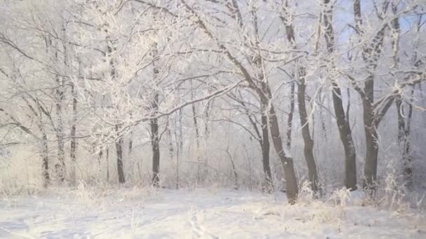 Går genom vinterskogen med snötäckta träd en vacker frostig morgon. Inga människor — Stockvideo