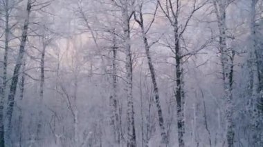Güzel, soğuk bir sabahta karla kaplı ağaçlarla kış ormanlarında yürü. Kimse yok.