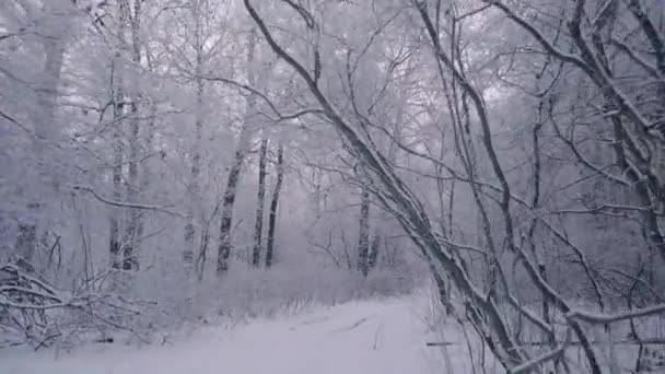 서리가 내리는 아름다운 아침에 눈덮인 나무들과 함께 겨울 숲을 걷는다. 사람도 없고 — 비디오