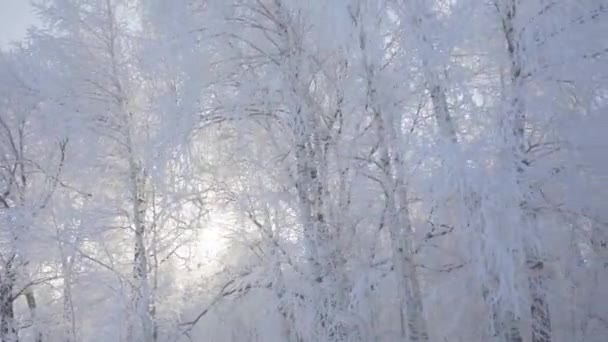 서리가 내리는 아름다운 아침에 눈덮인 나무들과 함께 겨울 숲을 걷는다. 사람도 없고 — 비디오
