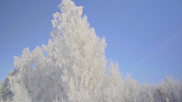 Camine por el bosque de invierno con árboles cubiertos de nieve en una hermosa mañana helada. No hay gente — Vídeos de Stock