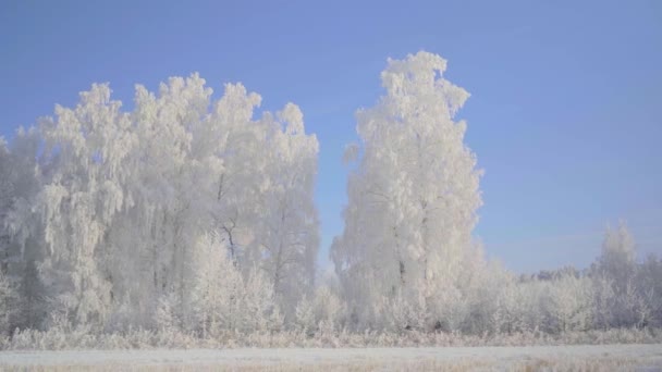 Spacer po zimowym lesie z pokrytymi śniegiem drzewami w piękny mroźny poranek. Żadnych ludzi. — Wideo stockowe