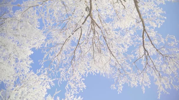 在一个美丽寒冷的早晨，带着白雪覆盖的树木穿过冬季的森林。没有人 — 图库视频影像