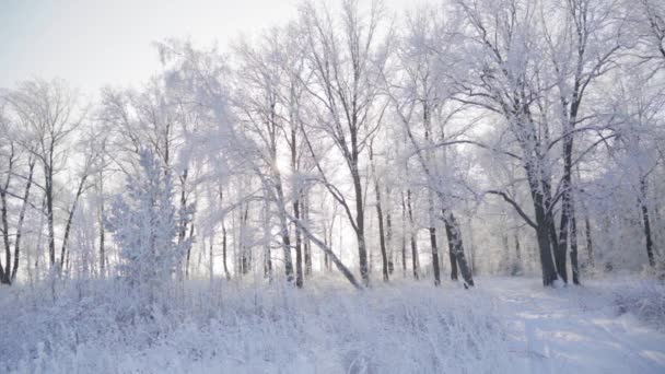 서리가 내리는 아름다운 아침에 눈덮인 나무들과 함께 겨울 숲을 걷는다. 사람도 없고 — 비디오