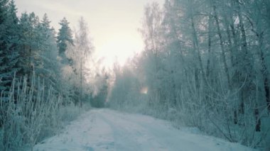 Güzel, soğuk bir sabahta karla kaplı ağaçlarla kış ormanlarında yürü. Kimse yok.
