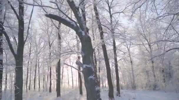 Promenez-vous dans la forêt d'hiver avec des arbres enneigés par une belle matinée glacée. Pas de peuple — Video